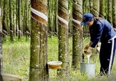 Cao su xuất khẩu gặp khó