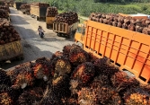 Dầu cọ đối mặt với sóng gió trong bối cảnh Trung Quốc đóng cửa, EU ngừng hoạt động