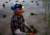 Lượng khí thải metan lên mức báo động làm tăng gánh nặng cho châu Á tại COP27