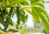 Chuyên gia cảnh báo giá tiêu có thể đang tăng 'ảo'