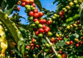 Thị trường cà phê tăng nhỏ giọt, dao động khoảng 40.100 - 41.700 đồng/kg