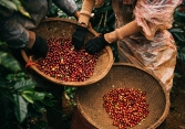 Cà phê có xu hướng phục hồi mạnh, giới đầu cơ quay lại thị trường
