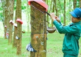 Xuất khẩu cao su tháng 10 tăng về lượng, giảm về giá