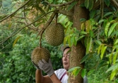 Ngành sầu riêng Thái Lan lo bị Việt Nam giành thị phần ở Trung Quốc