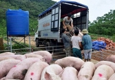Giá heo hơi hôm nay 23/11: Khung giá 56.000 – 57.000 đồng/kg được mở rộng