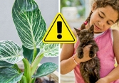 Tuyệt đối không trồng 10 loại cây này trong nhà