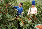 Thị trường nông sản trầm lắng trong phiên đầu tuần