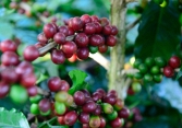 Kim ngạch xuất khẩu cà phê của Việt Nam có thể thiết lập kỷ lục 4 tỷ USD