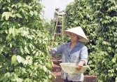 Thị trường nông sản không có nhiều đột phá trong phiên cuối tuần