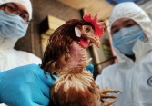 Viện Pasteur TP.HCM có công văn khẩn về giám sát viêm phổi nặng liên quan đến H5N1