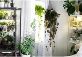 Trồng cây trong tủ kính: xu hướng tạo khoảng xanh độc lạ
