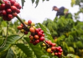 Giá cà phê tăng mạnh trong tuần qua, trong nước chạm ngưỡng 50.000 đồng/kg