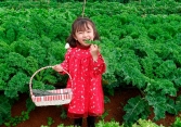 Nếu muốn cải thiện thị lực, hãy ăn cải xoăn thay vì cà rốt!
