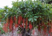 Cây lộc vừng nên trồng ở vị trí nào trong nhà?