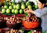 Bình Dương: Nhiều chủ nhà vườn quyết không bán măng cụt xanh dù giá cao