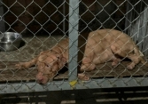 Chó Pitbull cắn tử vong cụ bà 82 tuổi ở Bình Dương