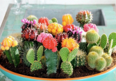 Top 4 loại cây 'khắc tinh của thần may mắn' không nên chọn trồng trong nhà