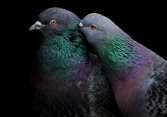 Những bức ảnh tuyệt đẹp về loài chim đạt giải thưởng Audubon
