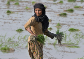 Nguồn cung lương thực toàn cầu vẫn gặp rủi do El Nino