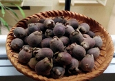Nhiều loại đặc sản rừng hút khách, giá cao
