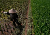 El Nino khiến gạo, dầu cọ, sản lượng cây trồng châu Á giảm mạnh