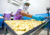Nhu cầu sầu riêng toàn cầu tăng 400% do ‘cơn sốt’ Trung Quốc