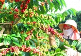 Giá các loại cà phê, hồ tiêu, cao su đồng loạt tăng