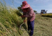 Xuất khẩu gạo Việt Nam và Thái Lan tăng vọt sau lệnh cấm của Ấn Độ
