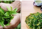Có nên uống trà xanh mỗi ngày?