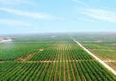 HAGL Agrico vẫn lỗ ròng