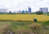 Hàng nghìn héc-ta đất lúa ở TP.HCM sẽ được chuyển đổi công năng trong những năm tới