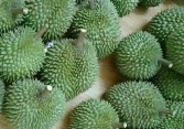 Giá thực phẩm ngày 29/6: Sầu Riêng Ri6 75.000 đồng/kg, Cái Mơn 70.000 đồng/kg