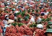Giá thực phẩm ngày 2/7: Vải thiều giá cao
