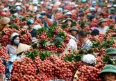 Vì sao giá vải thiều đang cao gấp 3 lần năm trước?
