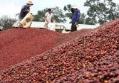 Giá cà phê phục hồi, đồng loạt tăng 400 đồng/kg