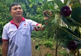 Chàng trai miền Tây thành công với mô hình trồng cherry Nam Mỹ tại xứ dừa 