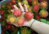 Giá thực phẩm ngày 25/6: Chôm chôm Thái giá 40.000 đồng/kg