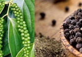 Giá tiêu 13/6 dao động 45.000 - 46.000 đồng/kg