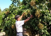 Nhãn trái vụ được mùa, giá cao khiến người dân phấn khởi