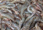 Giá thực phẩm ngày 14/7: Tôm thẻ 180.000 đồng/kg