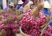 Hành tím Ninh Thuận được mùa được giá
