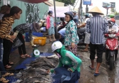 Cá tầm vùng lũ bán tại TP.HCM được tiêu thụ hết trong hôm nay