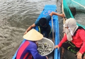 Lũ về muộn: Cá linh khan hiếm, lợp cua ế hàng vì không ai mua