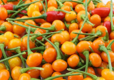 Giá 50 triệu đồng/kg, ớt chaparita có gì đặc biệt mà đắt khủng khiếp vậy?