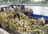 Giá dừa khô Trà Vinh tăng giá lên 80.000 đồng/chục