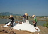 Muối được mùa nhưng... mất giá