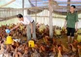 Người nuôi gà lỗ hơn 62 tỷ đồng mỗi tuần