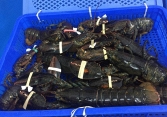 Thực hư tôm hùm Alaska giá 170.000 đồng/kg