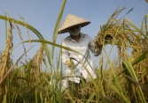 Cơ hội xuất khẩu gạo sang Hàn Quốc