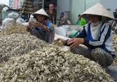 Củ kiệu miền Trung bắt đầu hút hàng, tăng giá ở Sài Gòn